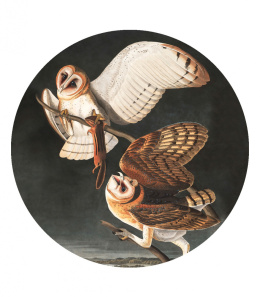 Dekoracja ścienna - mural DOTS Owls
