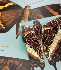 Butterflies and moths wallpaper by Wallcolors roll 100x200